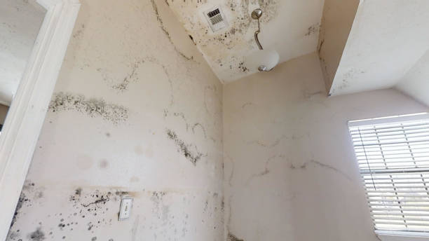 Best Basement Mold Removal  in Sweet Springs, MO